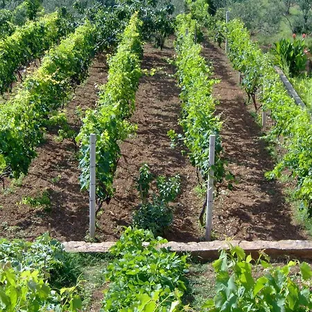 Antonela With Seavies Tribalj