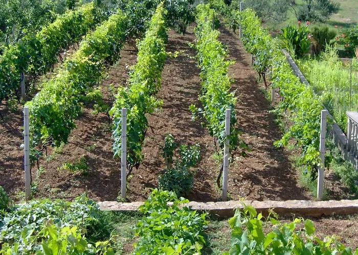 Antonela With Seavies Tribalj